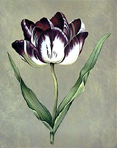 Parrot Tulip II - Jill Deveraux