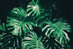 foto de plantas