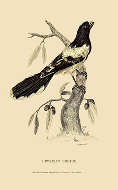 gravura de pássaros antiga