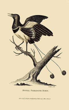 Royal Paradise Bird - Moses Griffith