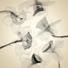 Circle of Daffodils - Judy Stalus