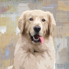 poster Golden Retriever