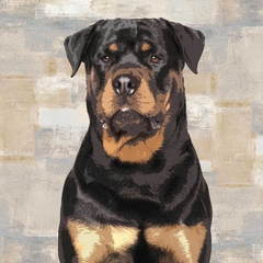 poster Rottweiler