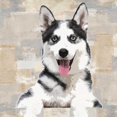 gravura Siberian Husky