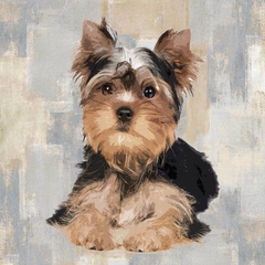 gravura Yorkshire Terrier