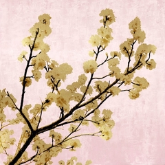Gold Blossoms on Pink II - Kate Bennett - comprar online