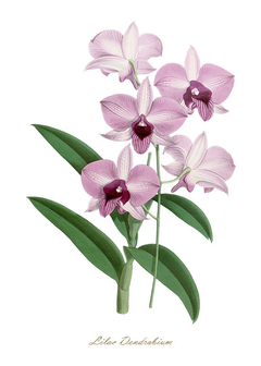 Gravura Orquídea - Lilac Dendrobium