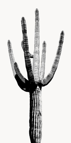 Saguaro Black & White I - Mia Jensen - comprar online