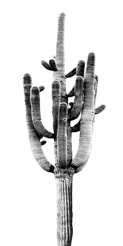 Saguaro Black & White II - Mia Jensen - comprar online