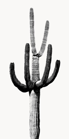 Saguaro Black & White III - Mia Jensen - comprar online