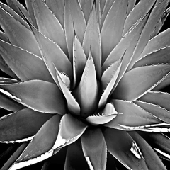 fotos de plantas suculentas em preto e branco