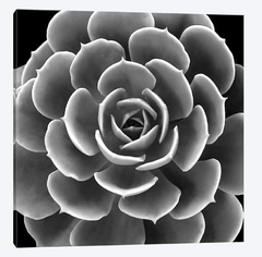 foto em preto e branco para quadro com plantas suculentas