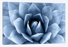 quadros de Plantas Suculentas em tons de azul