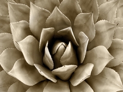 Succulent Taupe II - Mia Jansen - comprar online