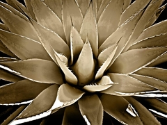 Succulent Taupe III - Mia Jansen