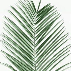 gravura folhas de coqueiro