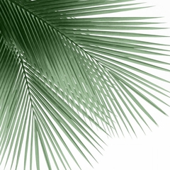 gravura palmeiras