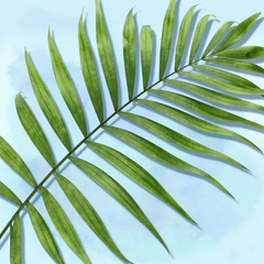 Gravura Folhas de Palmeira