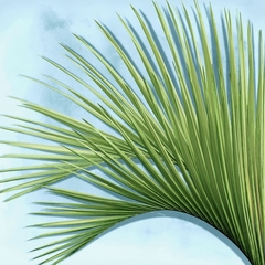 Gravura Folhas de Palmeira