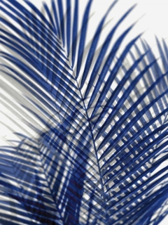 Palm Shadows Blue I - Melonie Miller - comprar online