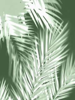 Palm Shadows Green II - Melonie Miller