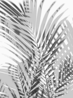 Palm Shadows III - Melonie Miller - comprar online