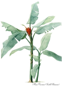 Gravura - Bananeira Coccinea