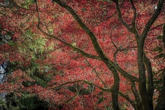 Autumn Beauty - Tim Oldford - comprar online