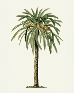 Date Palm II - Desconhecido 2