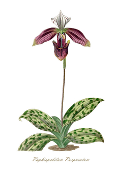 gravura de flores clássica orquídeas