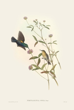 Birds of Ásia C - John Gould