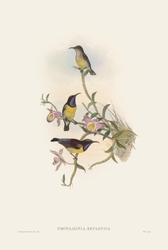 Birds of Ásia CIV - John Gould