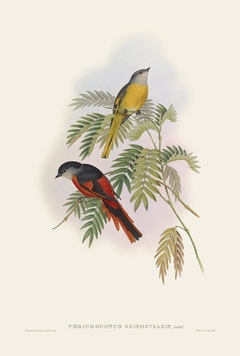 Birds of Ásia XX - John Gould