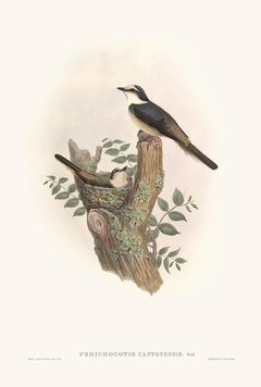 Birds of Ásia XXIV - John Gould