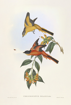 Birds of Ásia XXVIII - John Gould