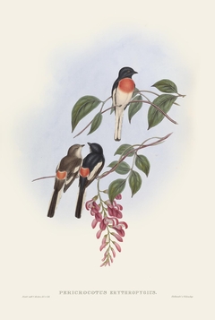 Birds of Ásia XXXII - John Gould