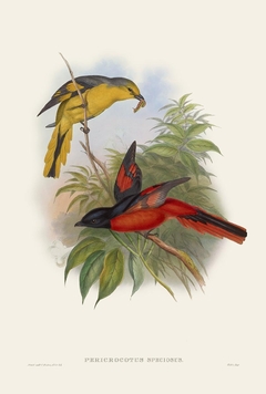 Birds of Ásia XXXVI - John Gould