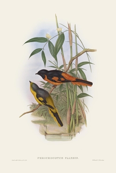 Birds of Ásia XL - John Gould