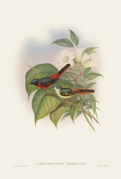 Birds of Ásia XLIV - John Gould