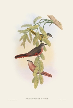 Birds of Ásia XLVIII - John Gould