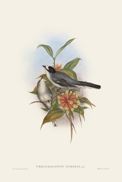 Birds of Ásia LII- John Gould