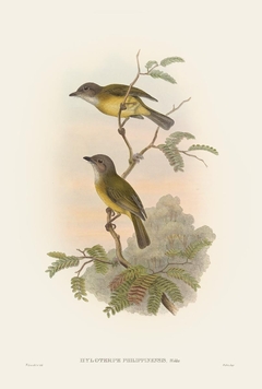 Birds of Ásia LVI - John Gould