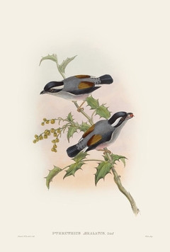 Birds of Ásia LX - John Gould