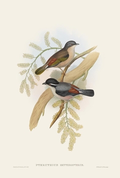 Birds of Ásia LXIV - John Gould