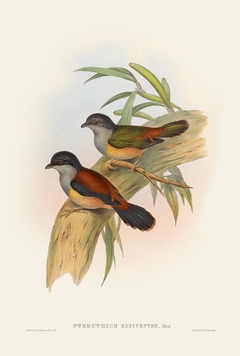 Birds of Ásia LXVIII - John Gould