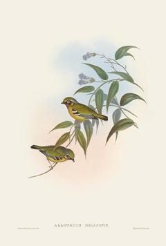 Birds of Ásia LXXII - John Gould