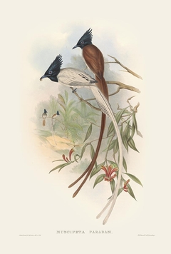 Birds of Ásia LXXX - John Gould