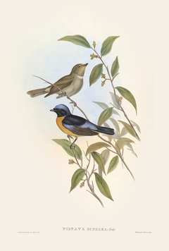 Birds of Ásia XCII - John Gould