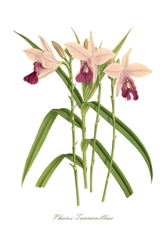 Gravura Orquídea - Phaius Tancarvilleae