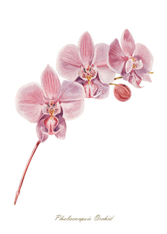 gravura orquídeas
